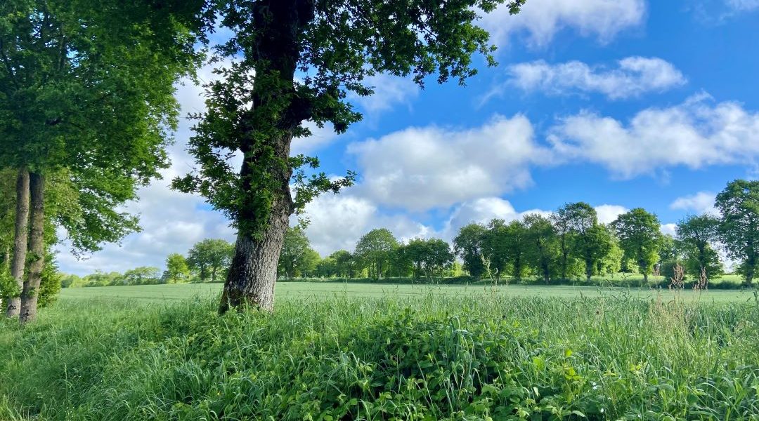 GUEURY-LA-DOUVE - photo principale