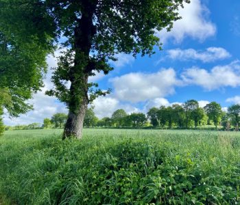 GUEURY-LA-DOUVE - vignette