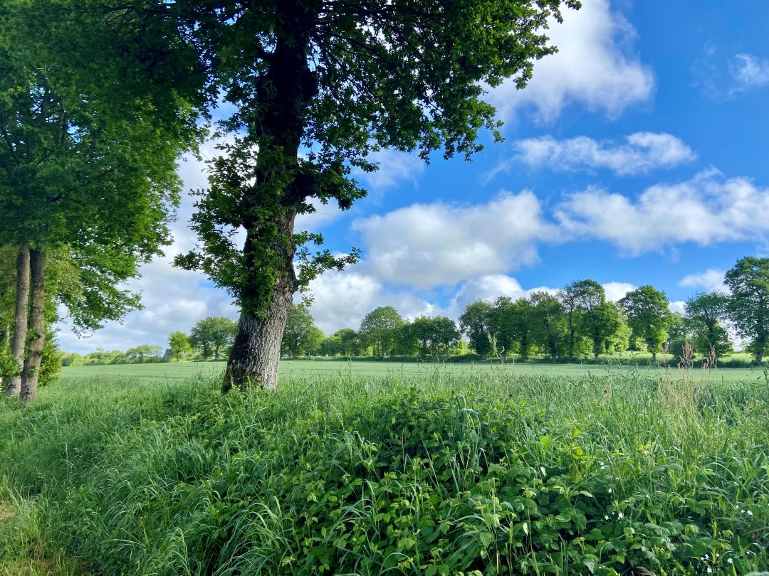 GUEURY-LA-DOUVE - photo-1